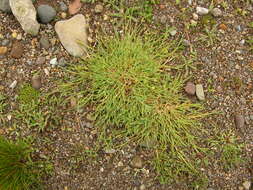 Image of Muhlenbergia fastigiata (J. Presl) Henrard