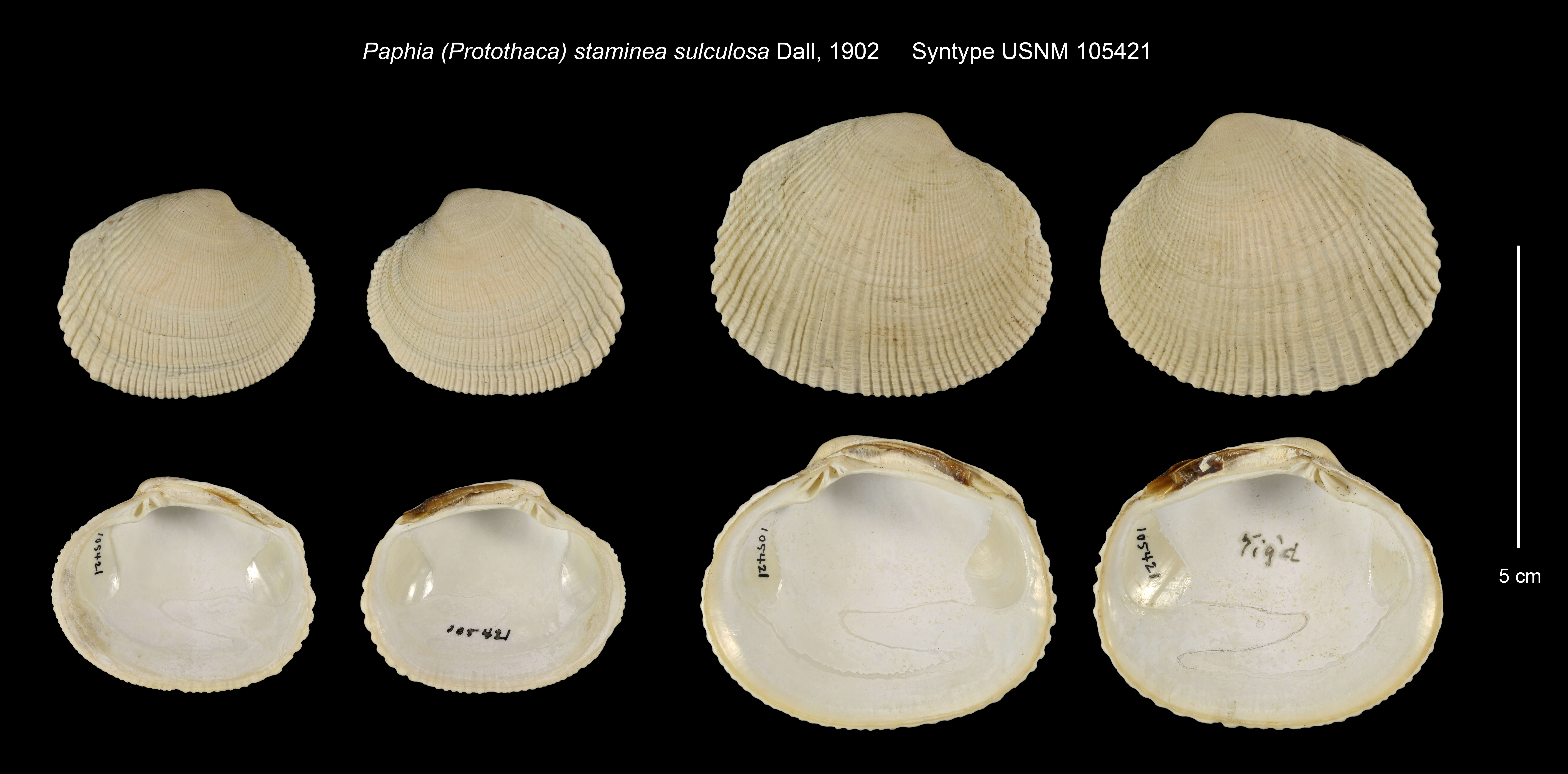 Image de Paphia staminea var. sulculosa Dall 1902