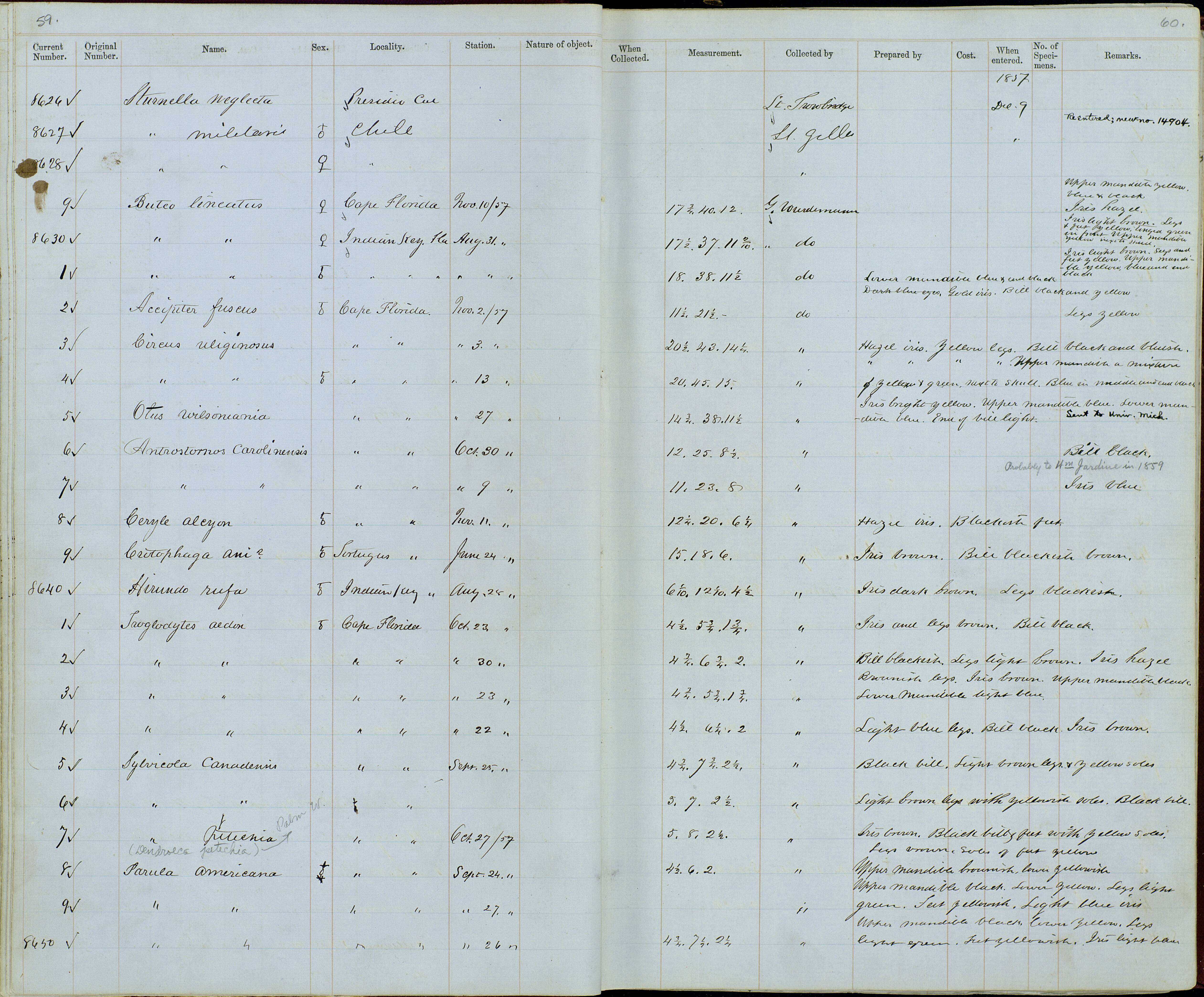 Plancia ëd Caprimulgus carolinensis J. F. Gmelin 1789