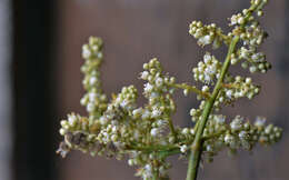 Image of Cupania vernalis Cambess.