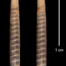 Image of Heterocoptis guaicanamarensis C. de la Torre & Bartsch 1972