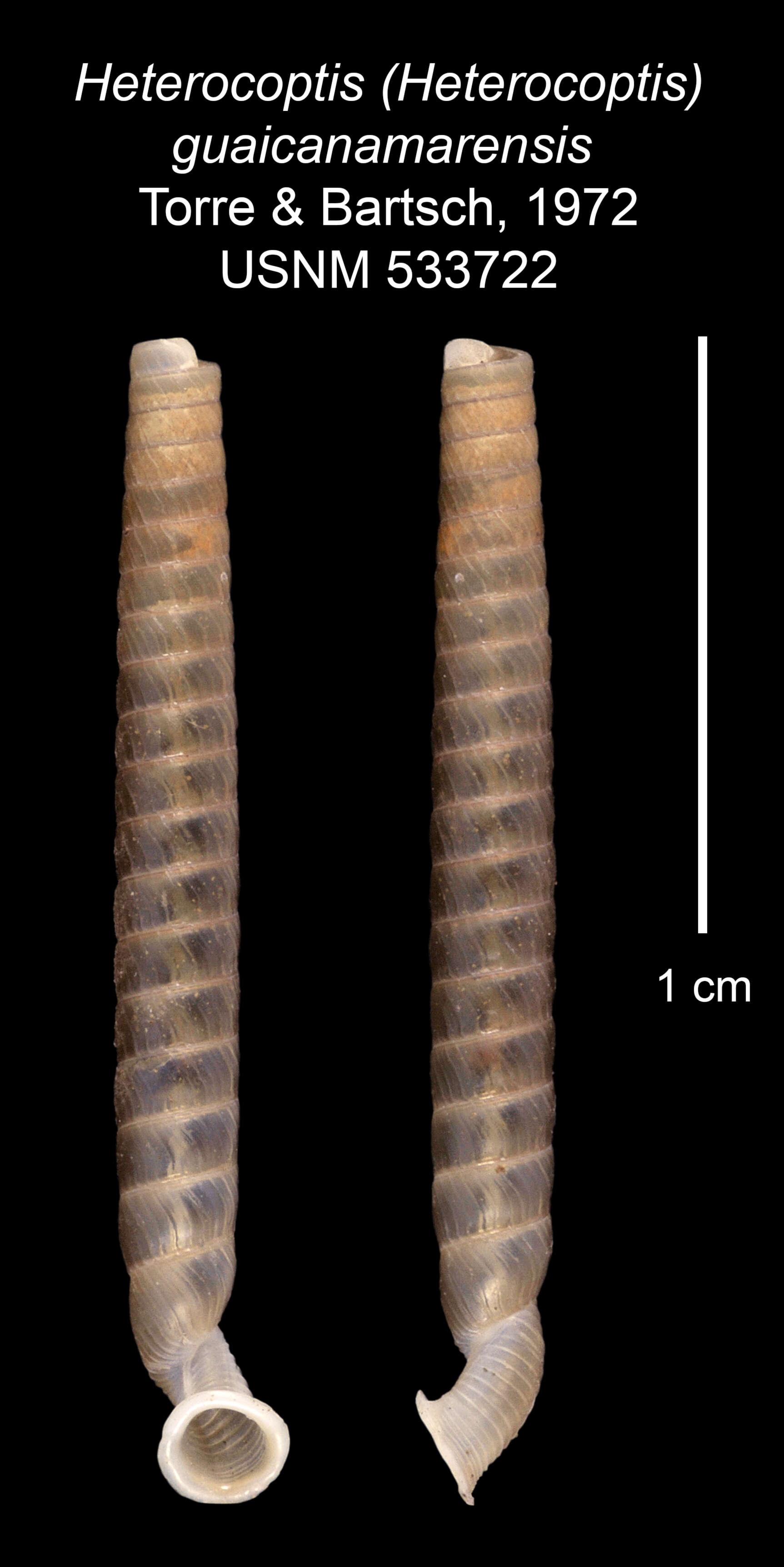 Image of Heterocoptis guaicanamarensis C. de la Torre & Bartsch 1972