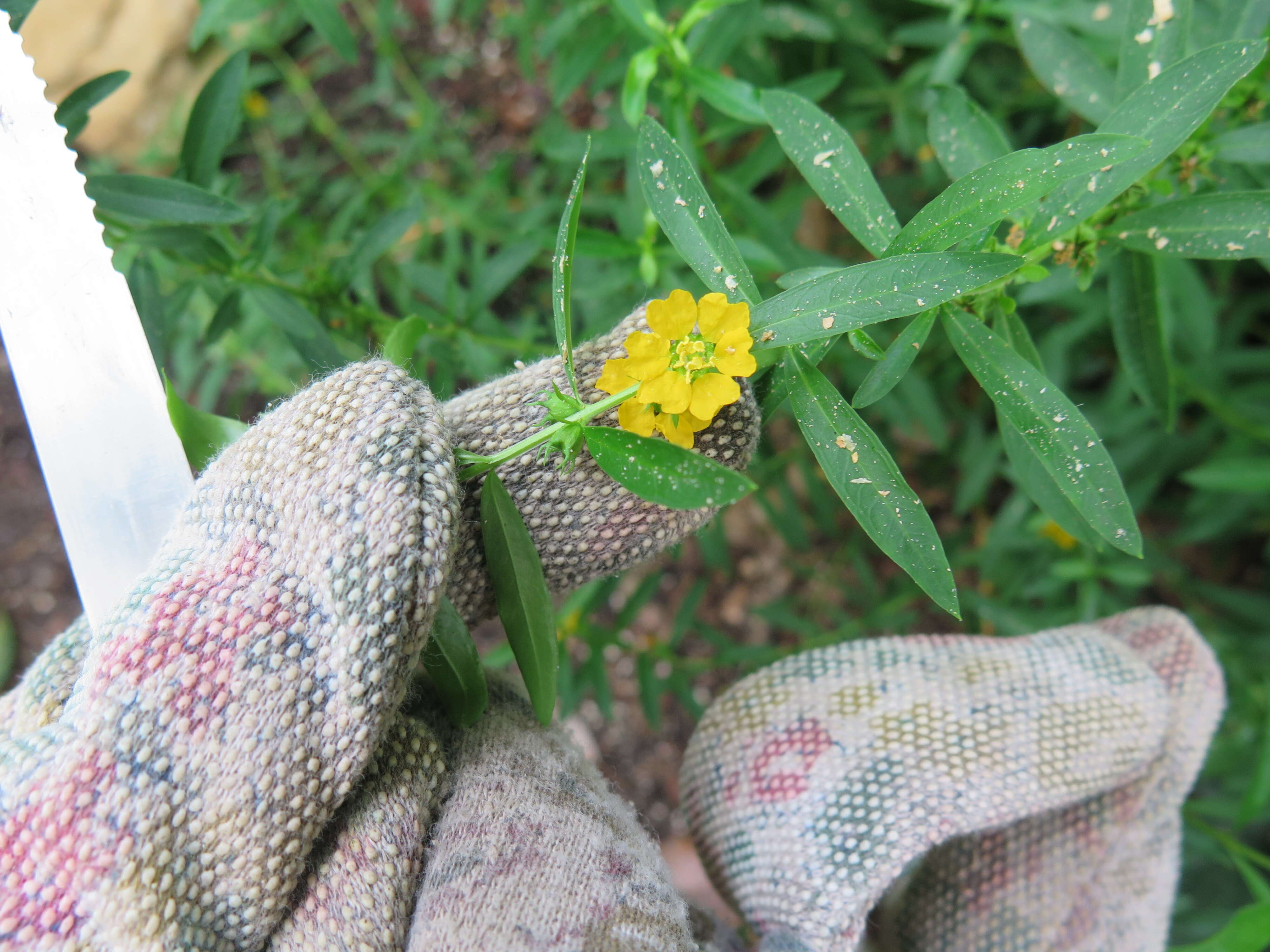 Image of shrubby yellowcrest