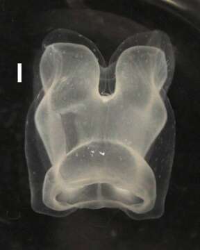 Image of Apolemia lanosa Siebert, Pugh, Haddock & Dunn 2013