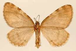 Image of Hydriomena simeon Schaus 1922