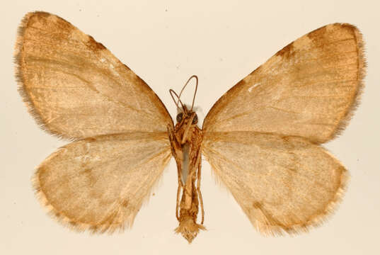 Image of Hydriomena simeon Schaus 1922