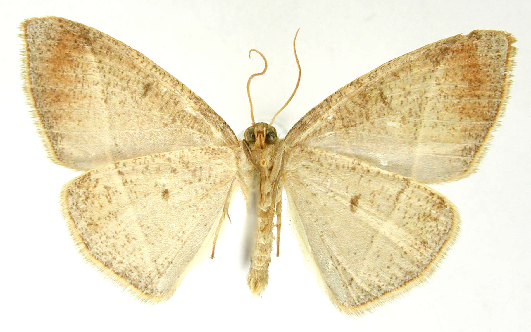 Image of Mimosema dorsilinea Warren 1906