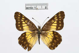 Image of Catasticta philodora Brown 1939