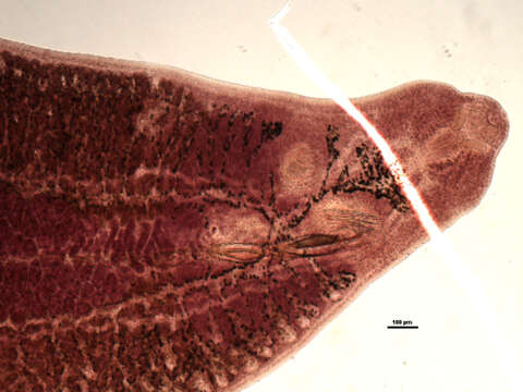 Image of Protomicrocotyle pacifica Meserve