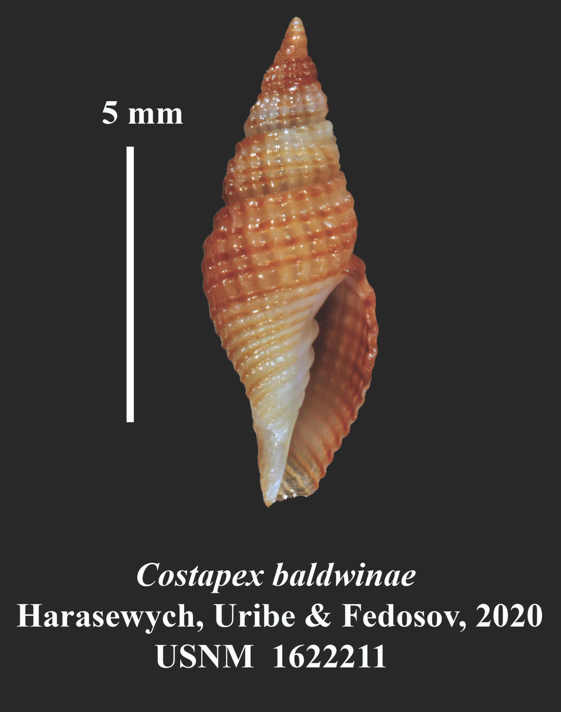 Image of Costapex baldwinae Harasewych, Uribe & Fedosov 2020