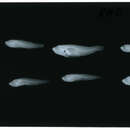 صورة Brachygobius Bleeker 1874