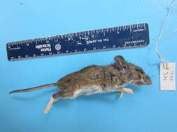 Image of White-footed Deermouse