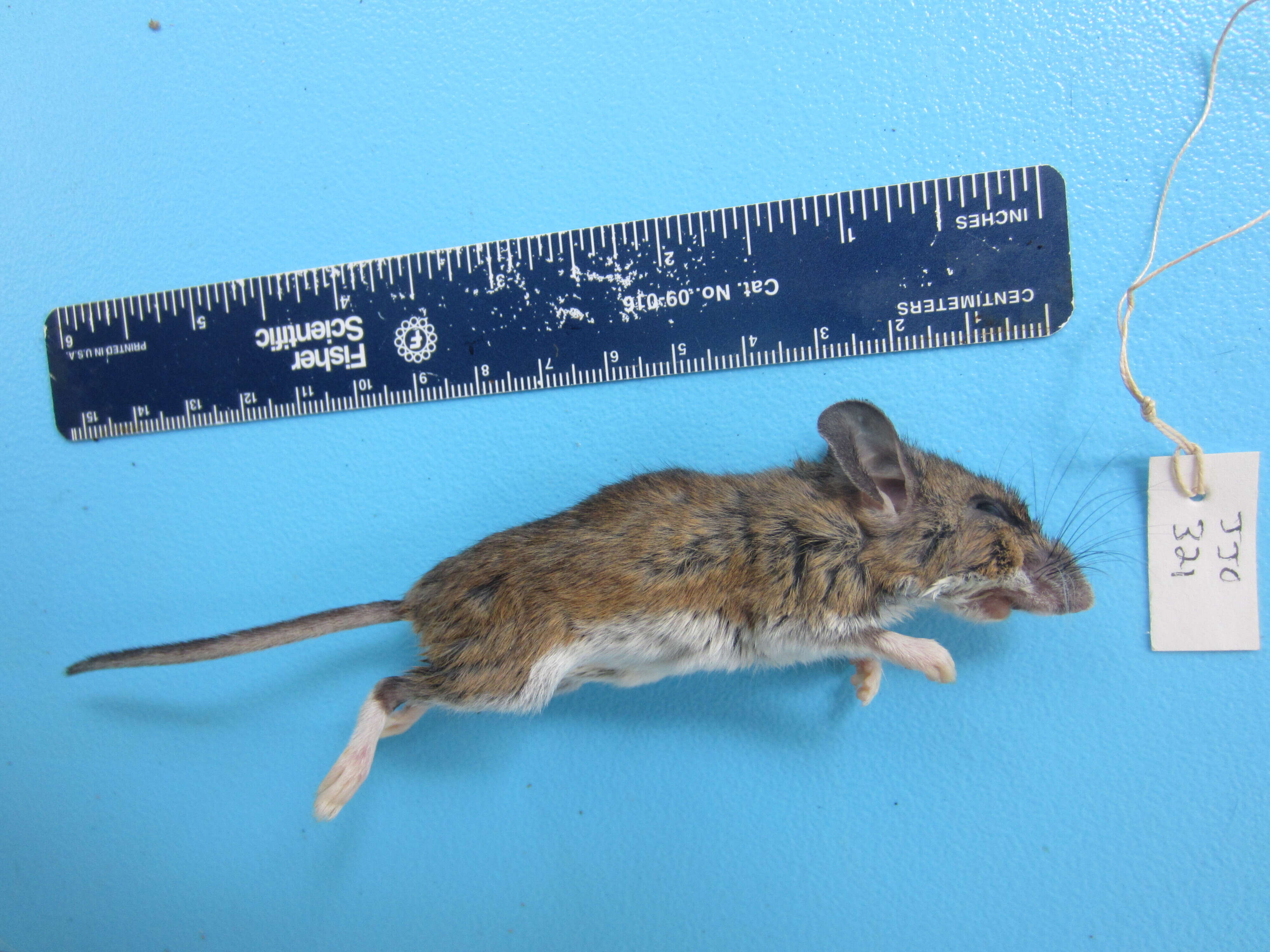 Image of White-footed Deermouse