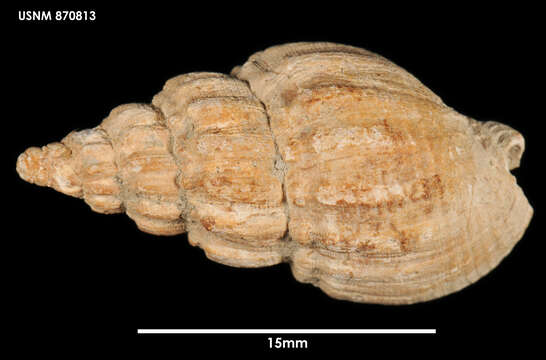 Image of Cominella elegantula (Finlay 1926)