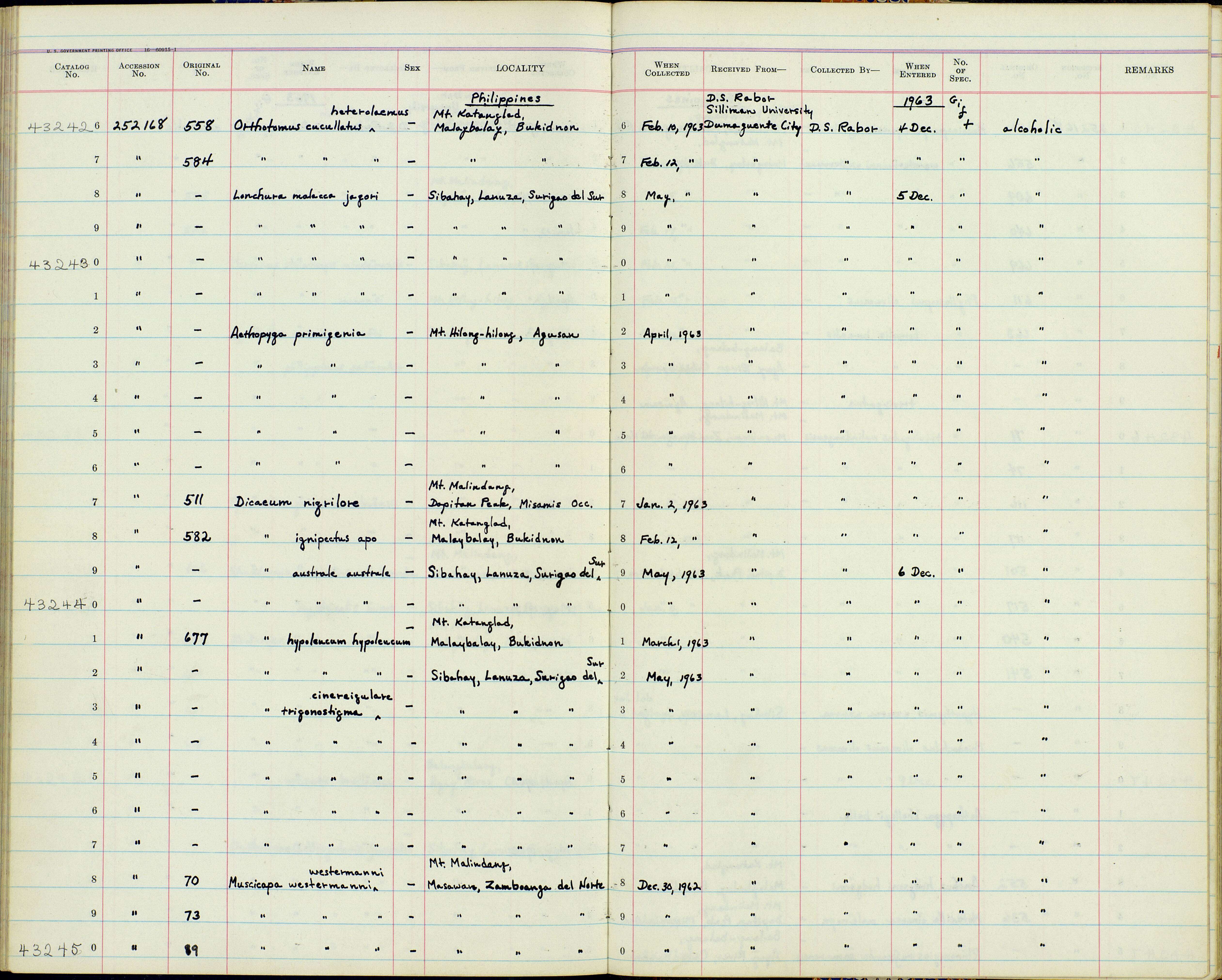 Imagem de Dicaeum trigonostigma cinereigulare Tweeddale 1878