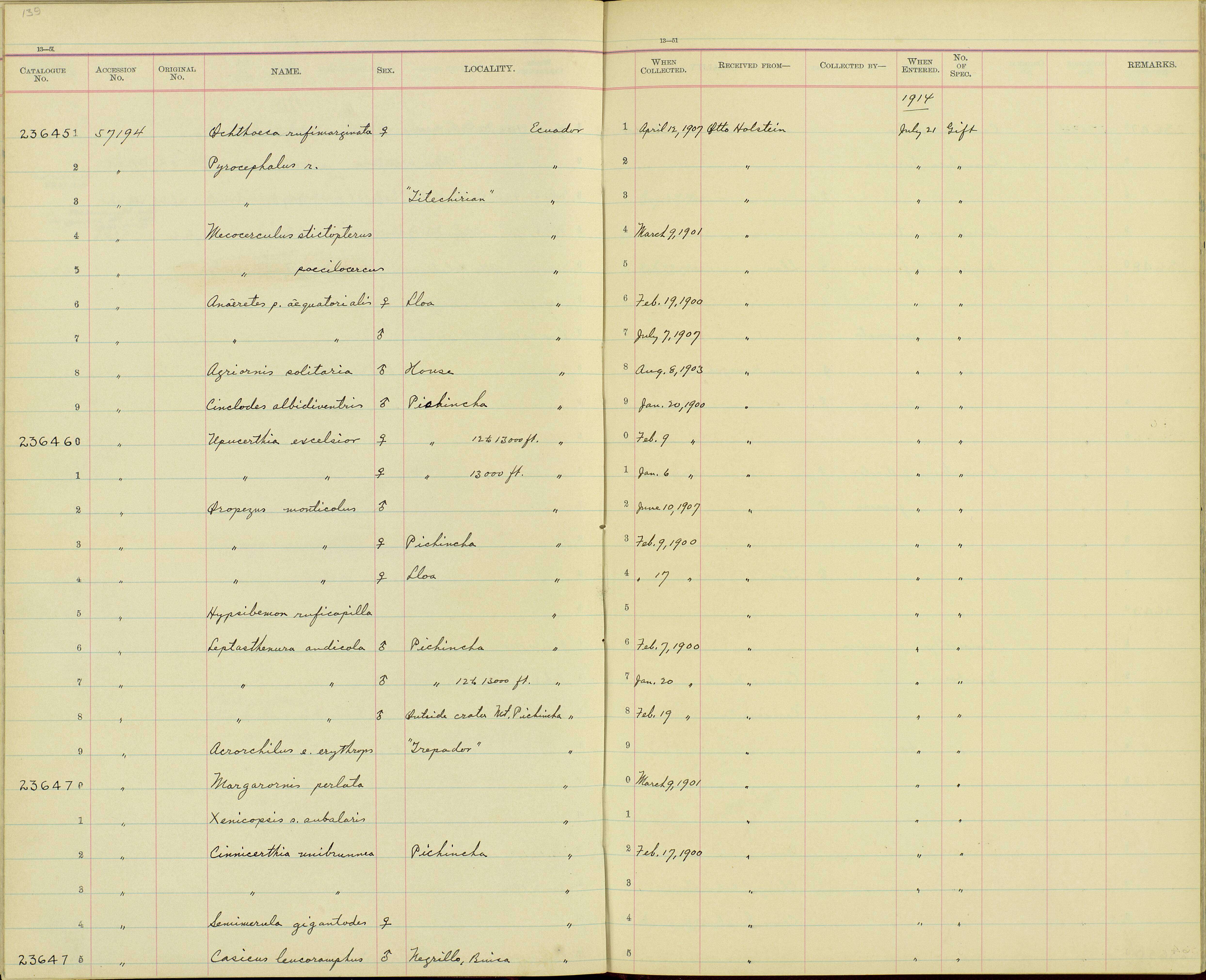 Sivun Anairetes parulus aequatorialis Berlepsch & Taczanowski 1884 kuva