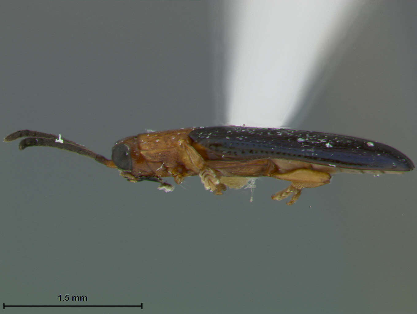 Image of Cephaloleia facetus Staines 1996