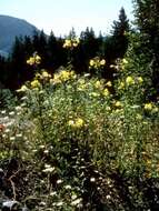 Image of redsepal evening primrose