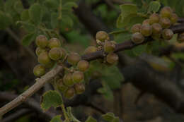 Image de Bursera excelsa (Kunth) Engl.