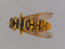 Image of Yellowjacket Hover Fly