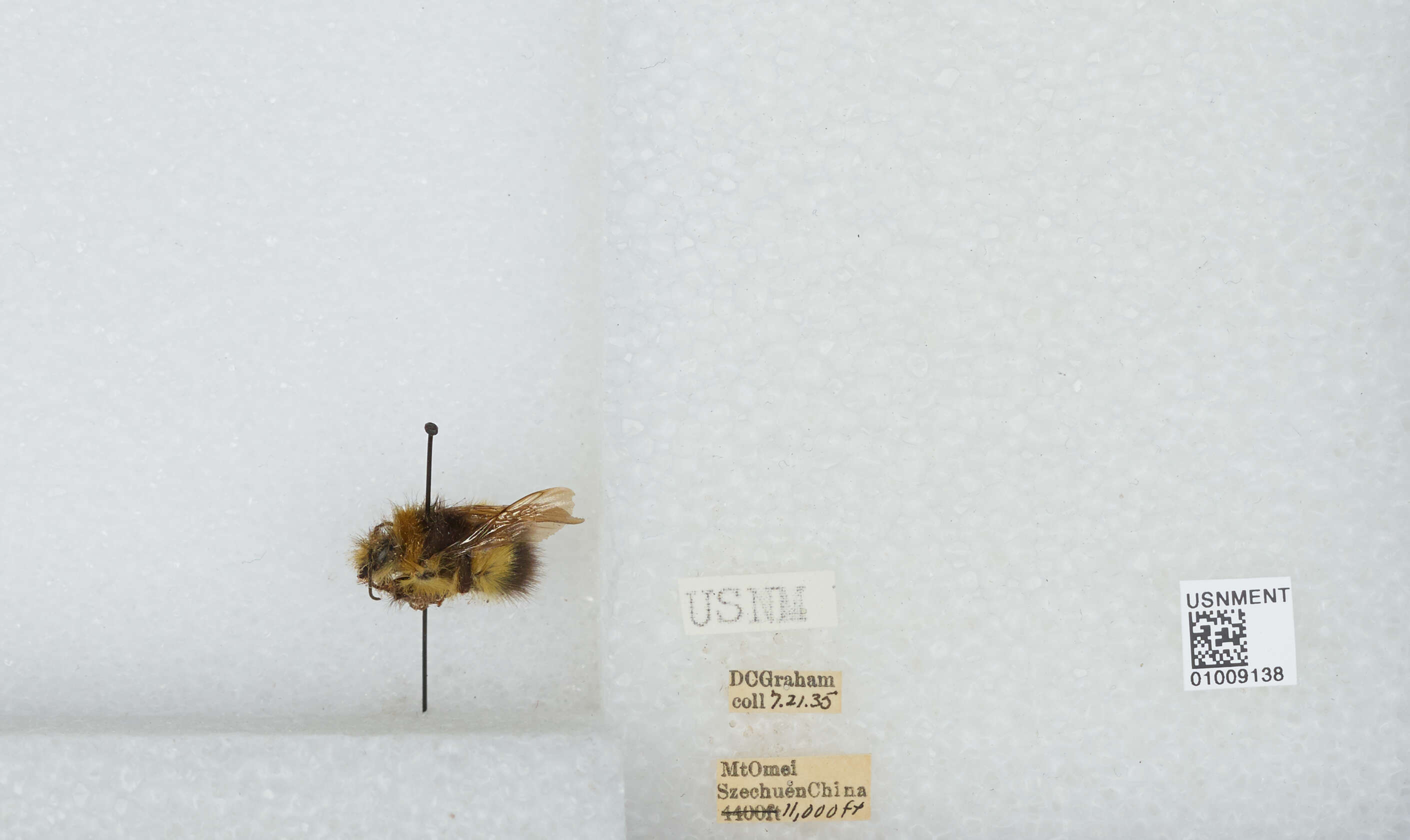 Image of Bombus haematurus Kriechbaumer 1870