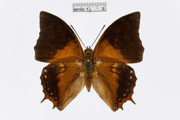 Charaxes plateni Staudinger 1889 resmi