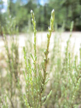 Image of woolly beachheather