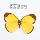 صورة Eurema mentawiensis Corbet 1941