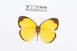 Image of Eurema mentawiensis Corbet 1941