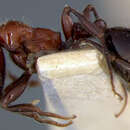 Image de Monomorium sanguinolentum Wheeler 1927