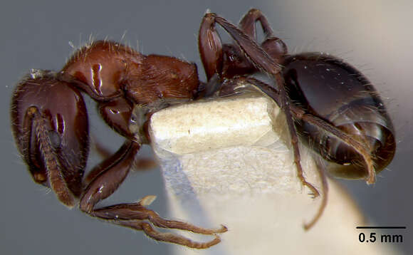 Image de Monomorium sanguinolentum Wheeler 1927