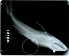 Image of Peruvian sea catfish
