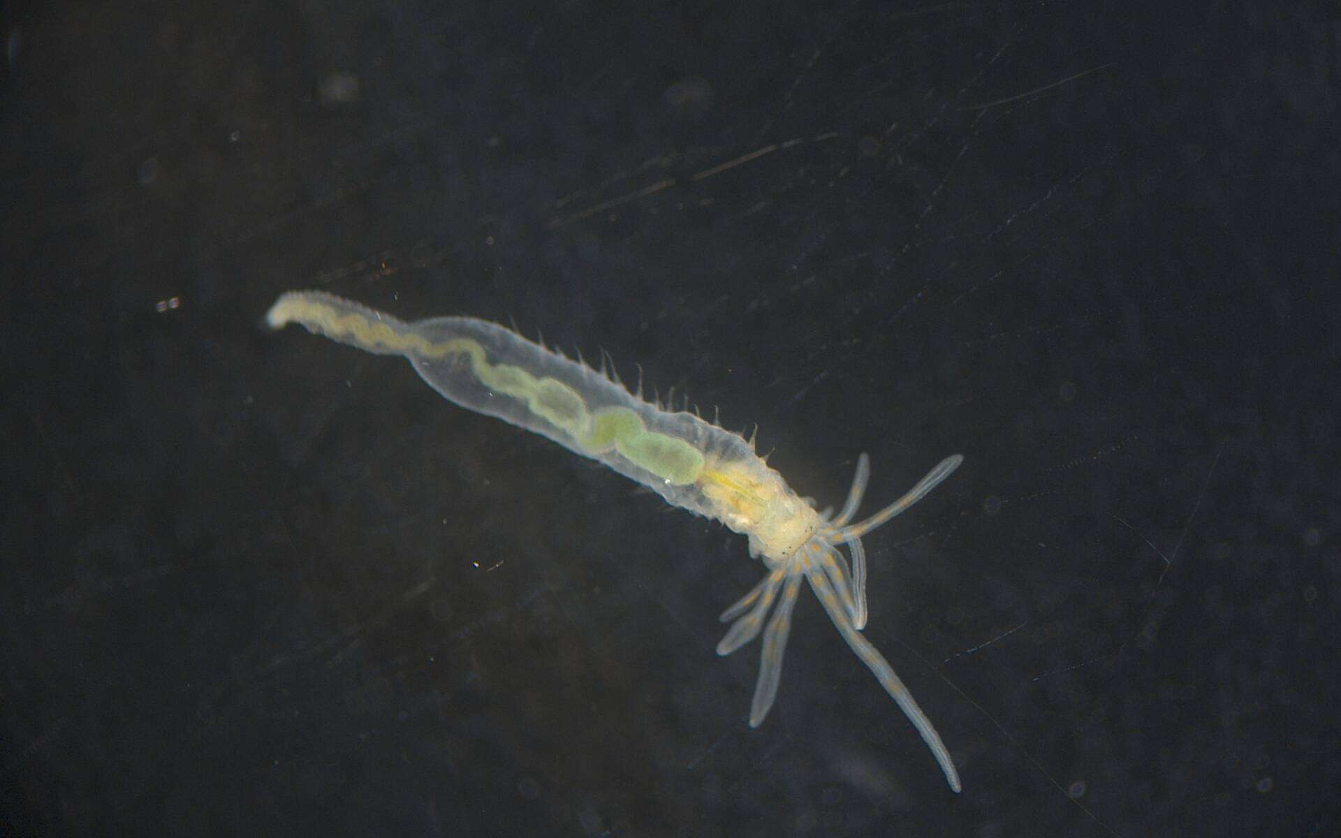 Image of Terebellidae