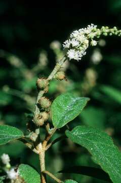 Image de Croton flavens L.