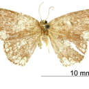 Image of Heterephyra decorata Dognin