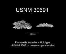 Image of <i>Primnodendron superbum</i> Nutting 1912