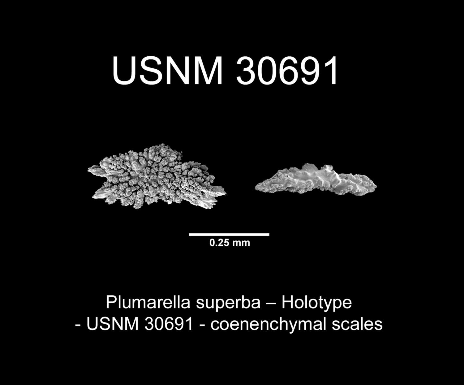 Imagem de <i>Primnodendron superbum</i> Nutting 1912