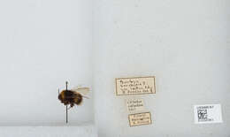 Image of Bombus soroeensis (Fabricius 1776)