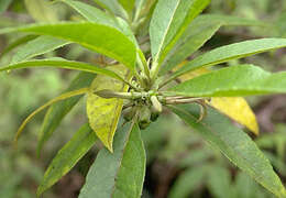 Image of Purple Half-Flower