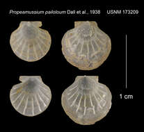 Слика од Parvamussium pailoloum (Dall, Bartsch & Rehder 1938)