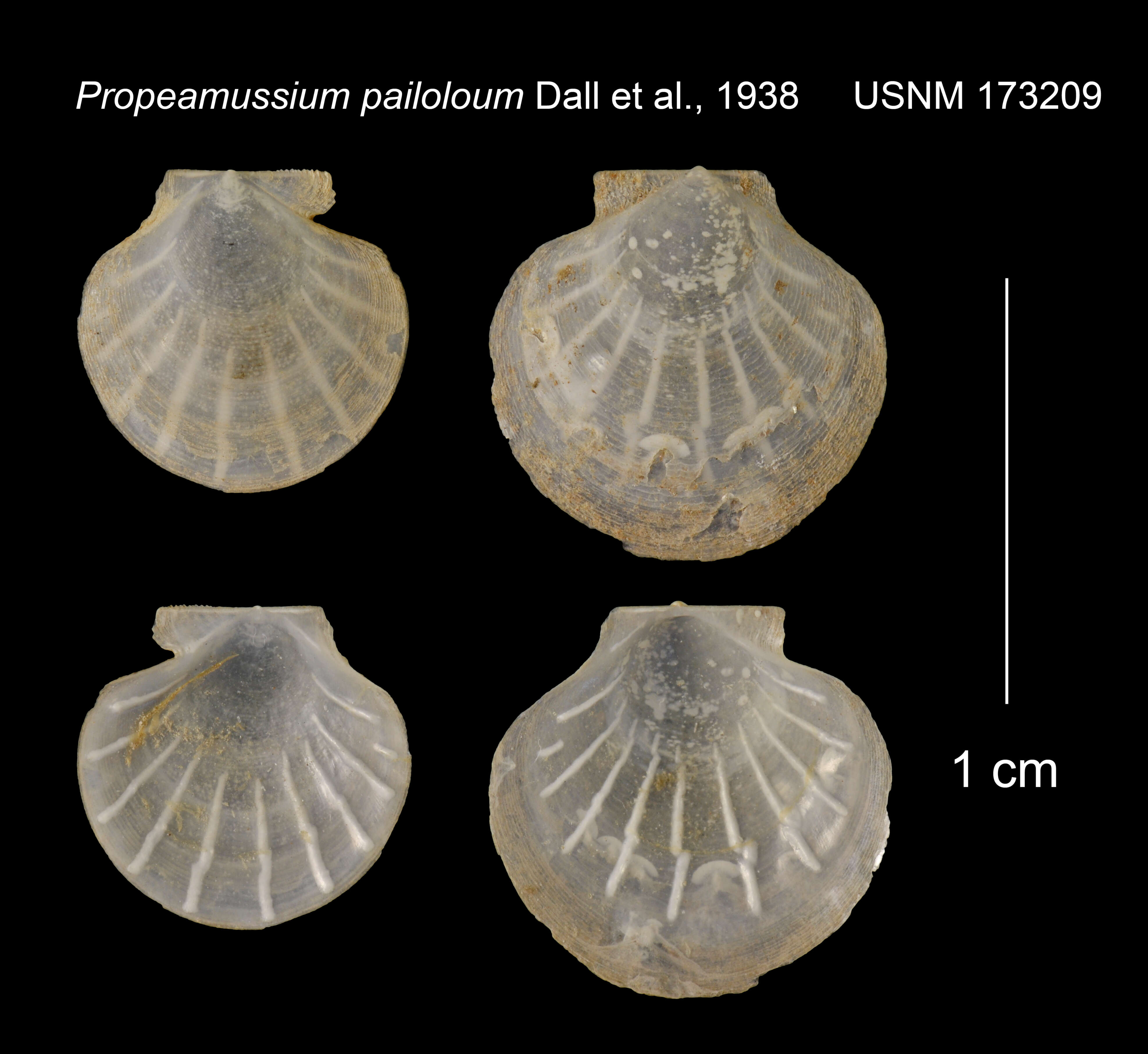 Image of Parvamussium pailoloum (Dall, Bartsch & Rehder 1938)