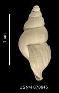 Image of Probuccinum tenerum (E. A. Smith 1907)