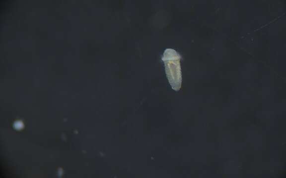 Image of Glyceridae