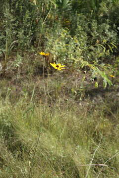 Image de Coreopsis gladiata Walt.