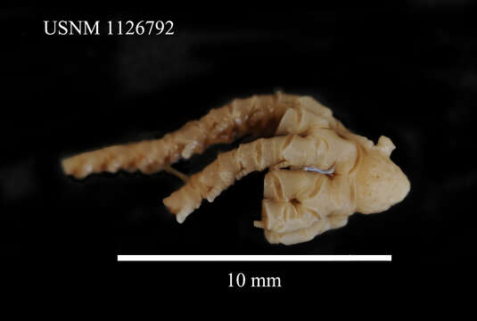 Image of Eumorphometra fraseri John 1938