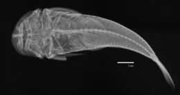 Plancia ëd Chaetostoma anomalum Regan 1903