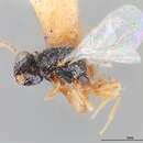 Phylloxeroxenus phylloxerae (Ashmead 1881) resmi