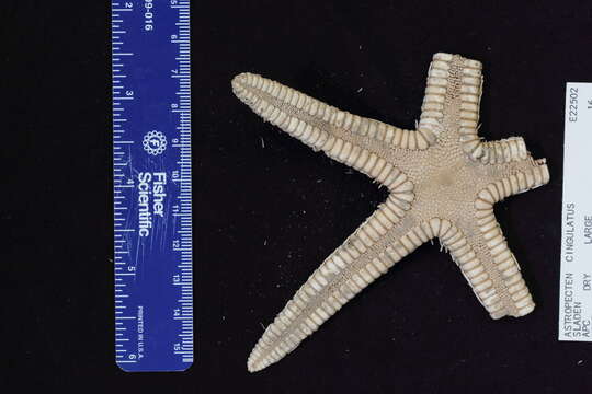 Image of Astropecten karankawai Lawrence et al. 2018