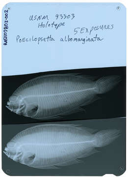 Слика од Poecilopsetta inermis (Breder 1927)