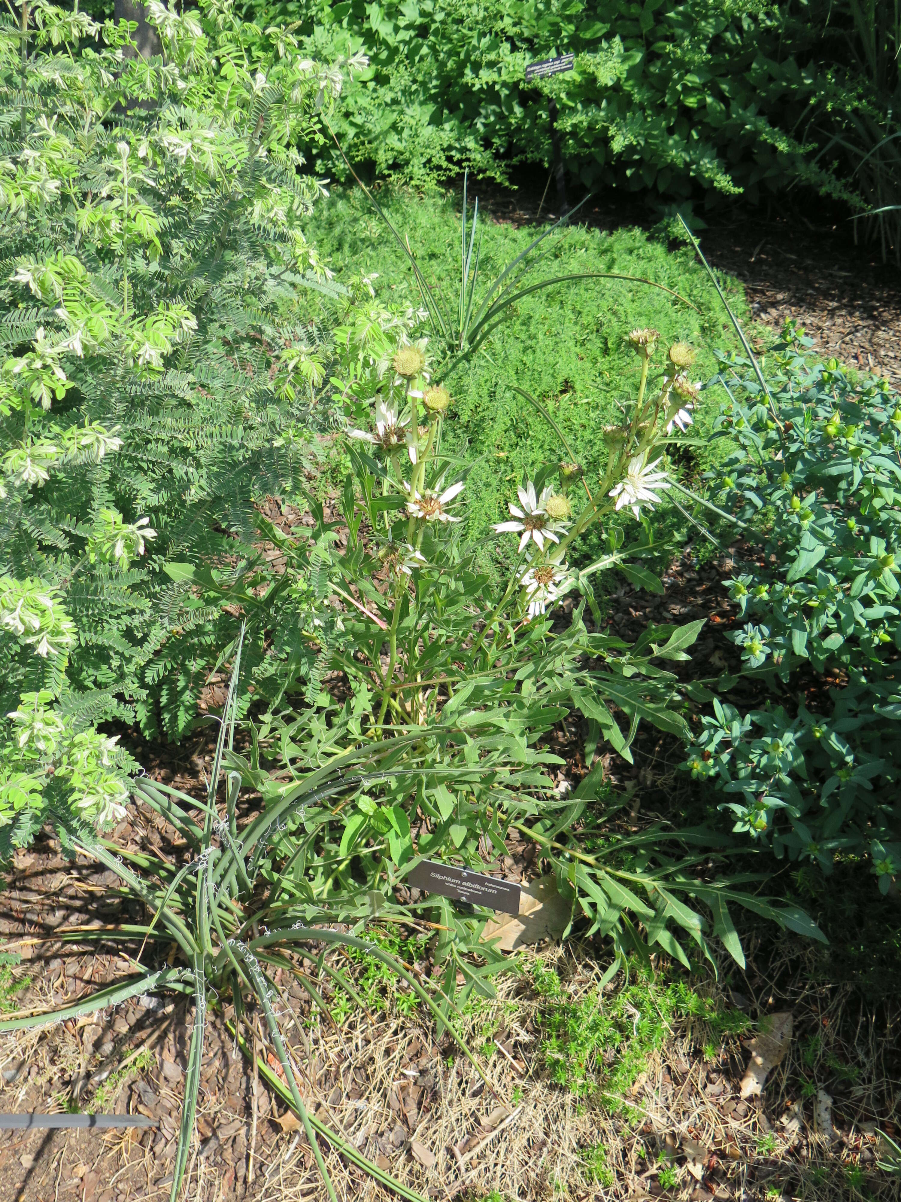 Image of white rosinweed